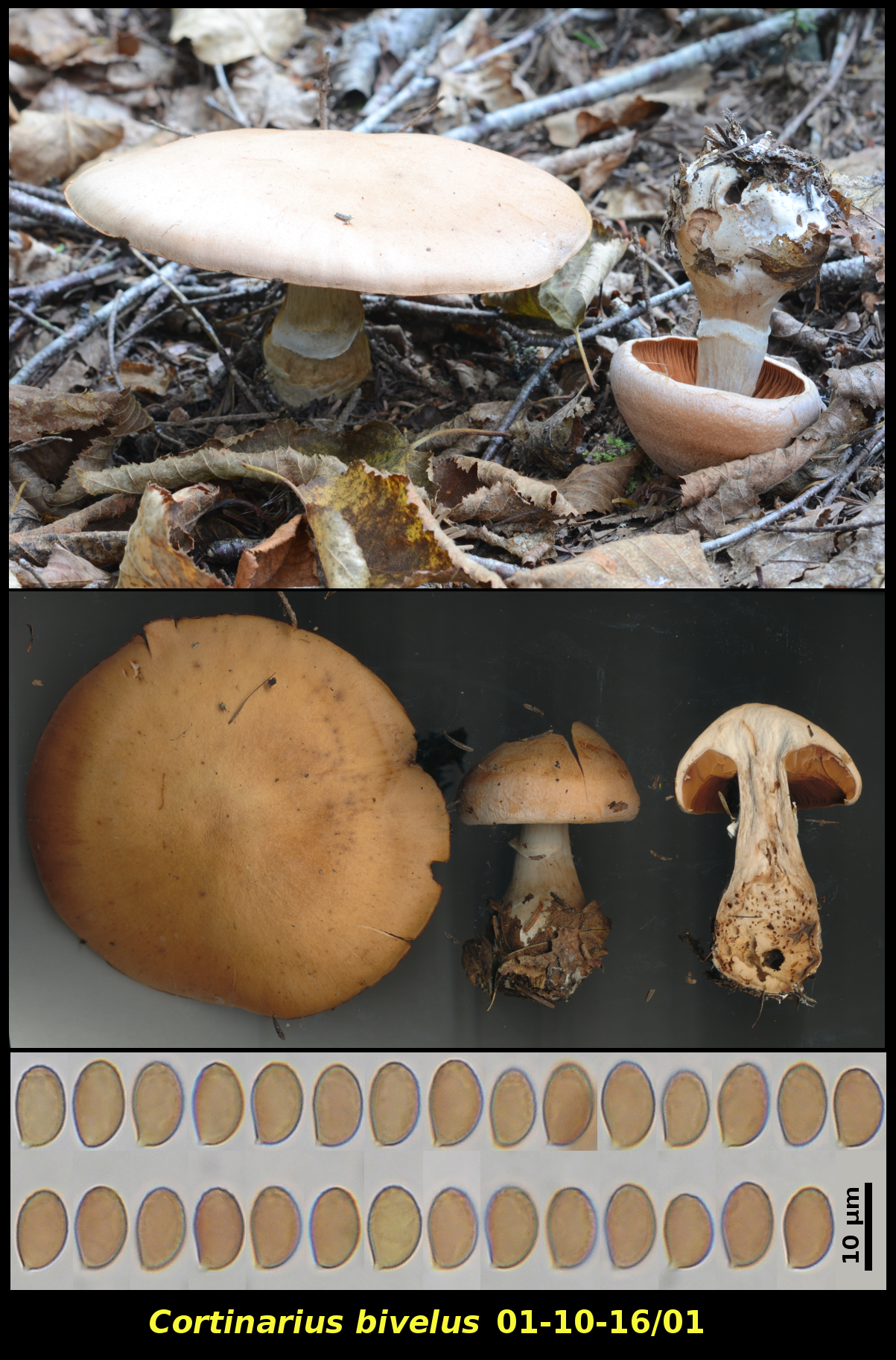 Picture of <i>Cortinarius bivelus</i>